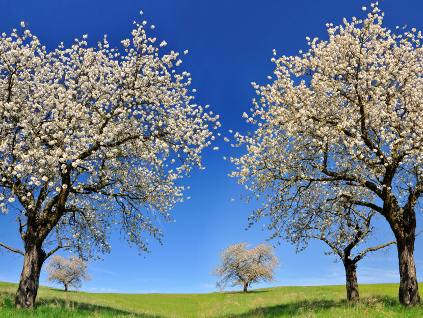 Alberi fioriti prato primavera