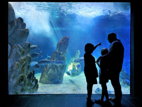 Acquario di Cala Gonone: un piccolo paradiso sul Golfo di Orosei