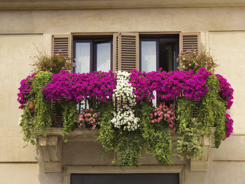 Fiori da balcone pendenti: i più belli