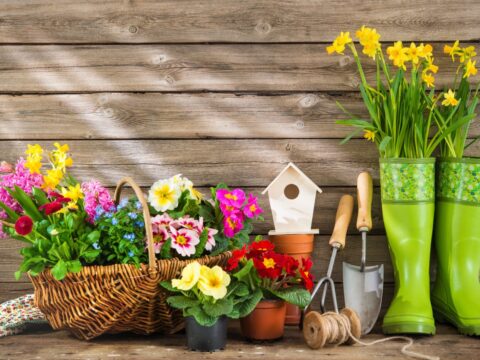 I fiori da piantare in primavera sono questi