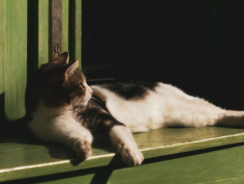 gatto che si crogiola al sole sul davanzale