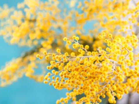 Alla scoperta della mimosa: perché è il simbolo dell'8 marzo e come si coltiva