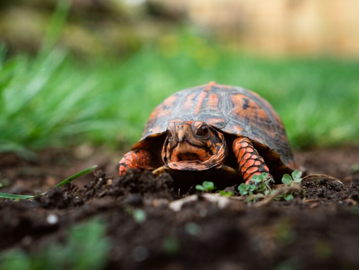 Come costruire un terrario per le tartarughe di terra