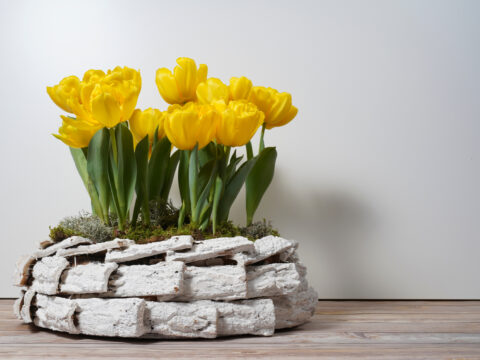 Tutto sui tulipani: consigli, curiosità e come coltivarli in vaso