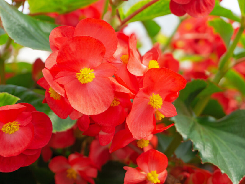 Begonia