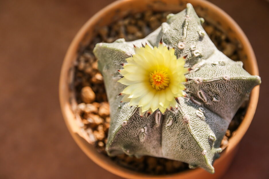 Cactus e Piante Grasse: quali differenze ci sono? %%page%% %%sep%%  %%sitename%%