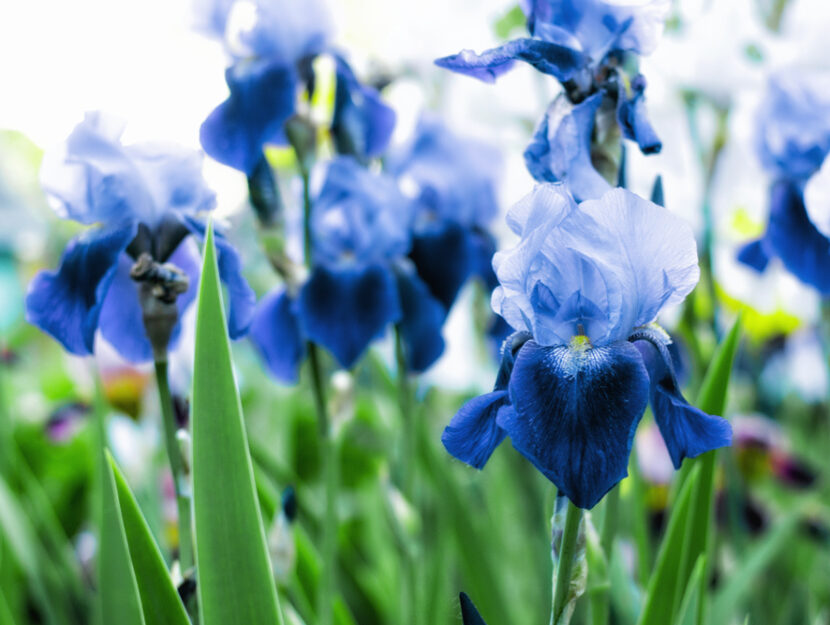 Iris