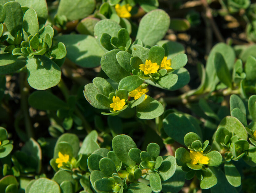 Portulaca