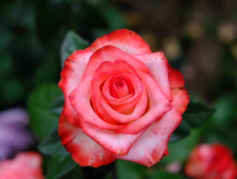 Rosa