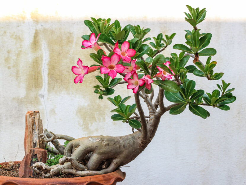 Rosa del deserto