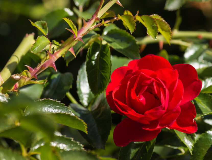 Rosa rossa