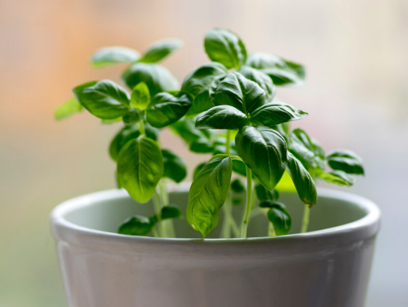 Come coltivare le piante aromatiche in vaso e dentro casa Donna Moderna