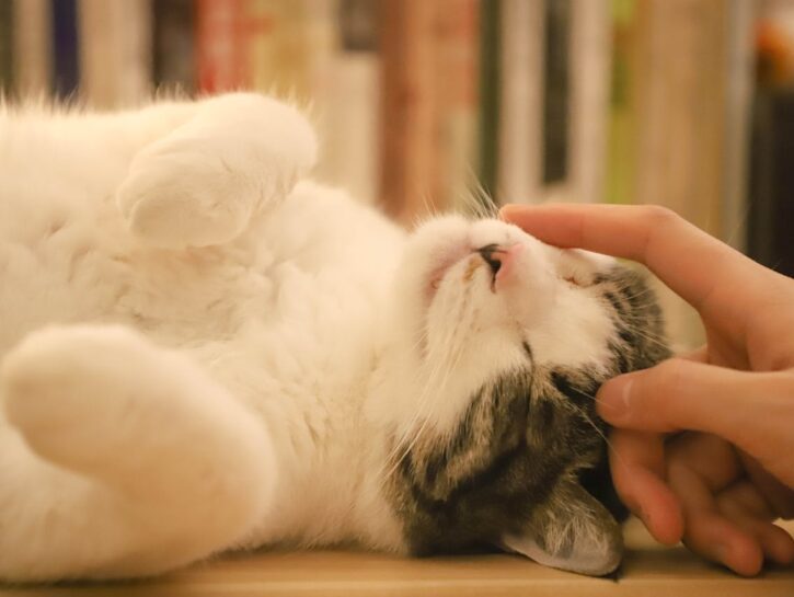 Come accudire un gatto anziano