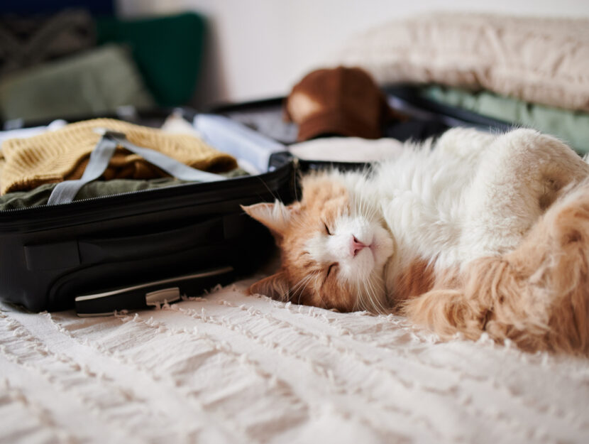 Viaggiare Col Gatto Come Farlo Nel Modo Corretto E Pi Sicuro Donna Viaggiare Col Gatto Come Farlo Nel Modo Corretto E Pi Sicuro Donna
