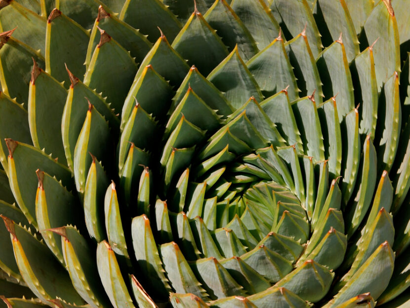 Aloe Polyphylla