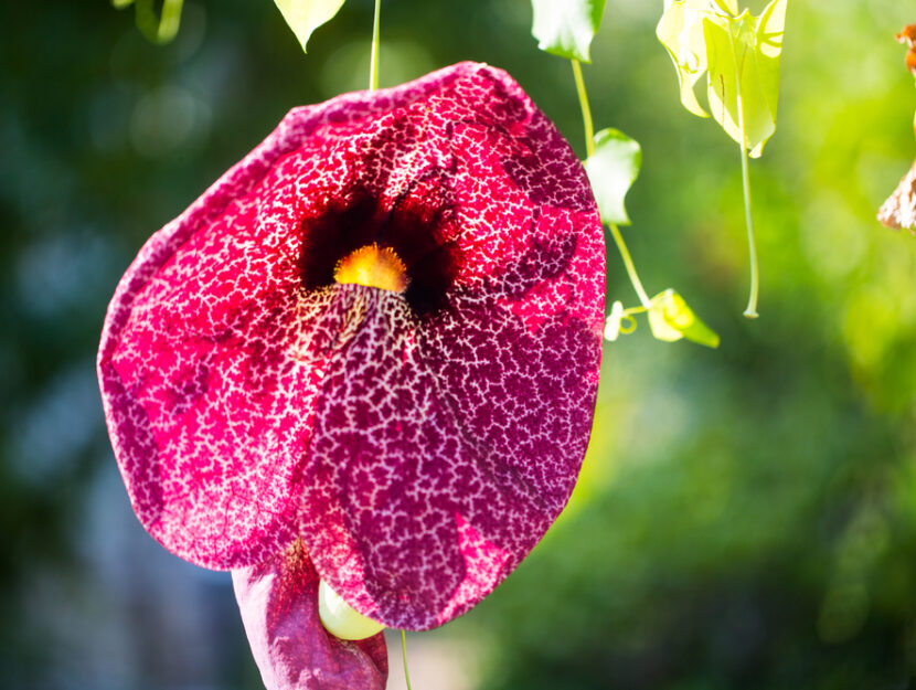 Aristolochia