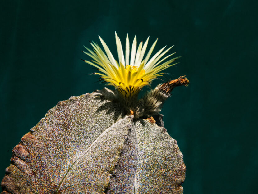 astrophitum myriostigma