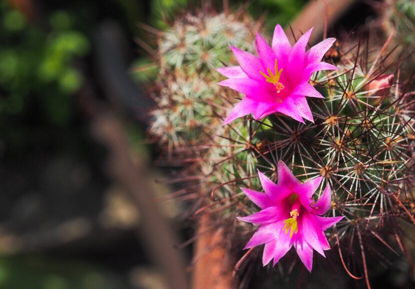 echinocereus