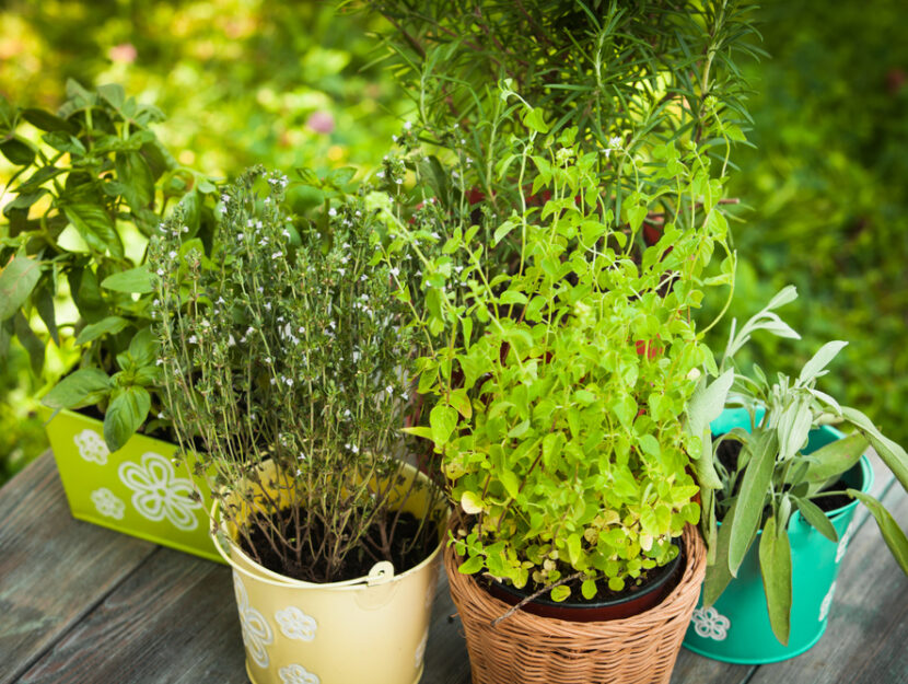 Erbe aromatiche
