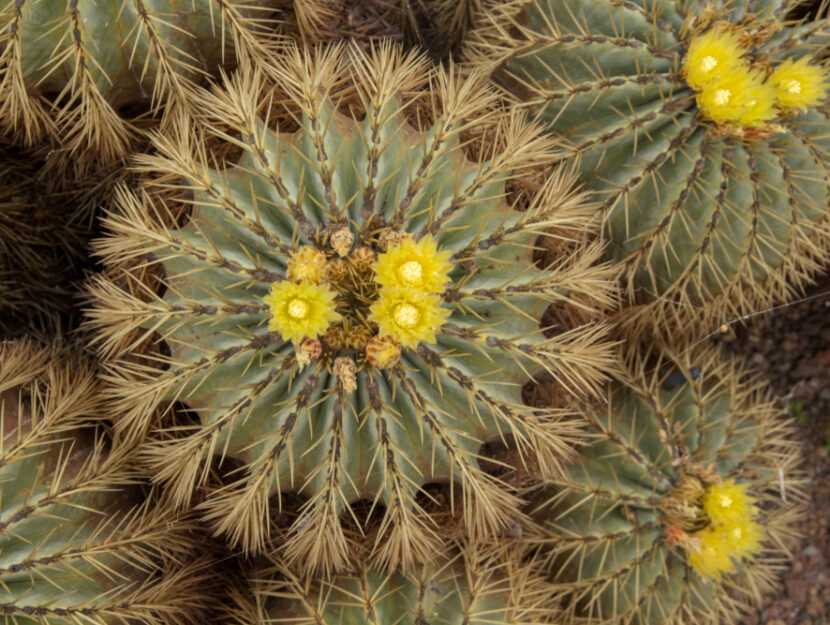 Ferocactus