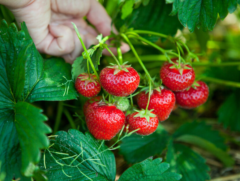 raccolta delle fragole