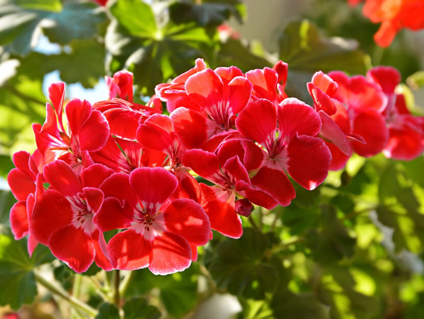 Geranio artificiale balcone rosso per decorare balconi e terrazzi