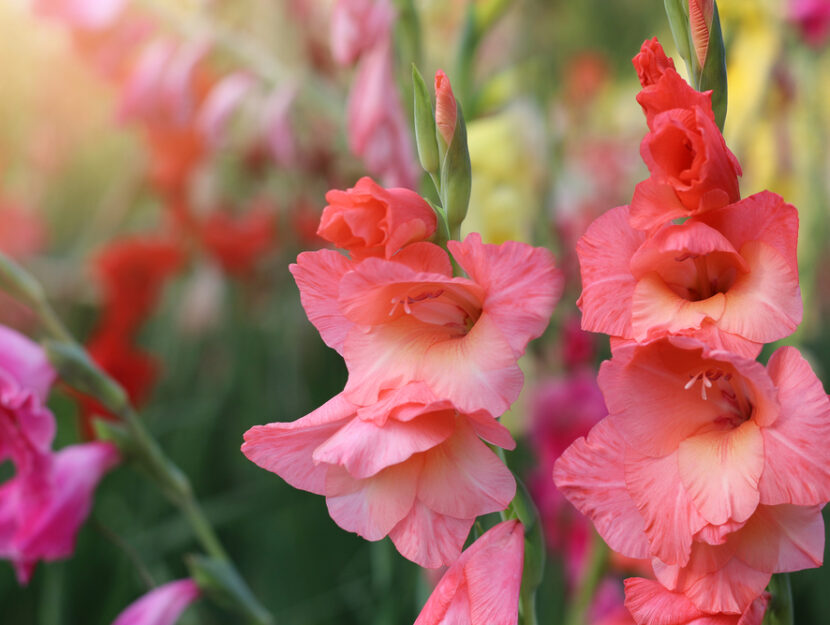 gladioli