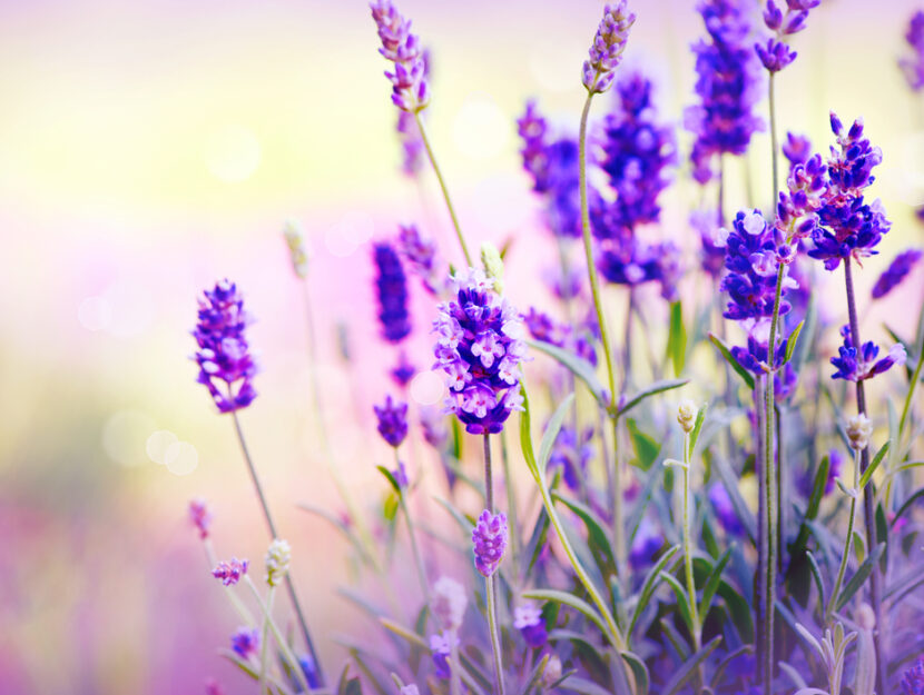 Lavanda