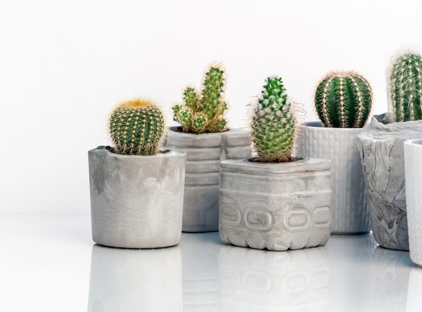 Cactus in vaso