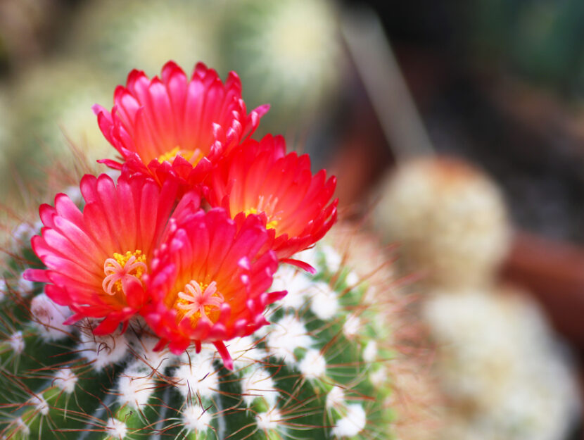Notocactus