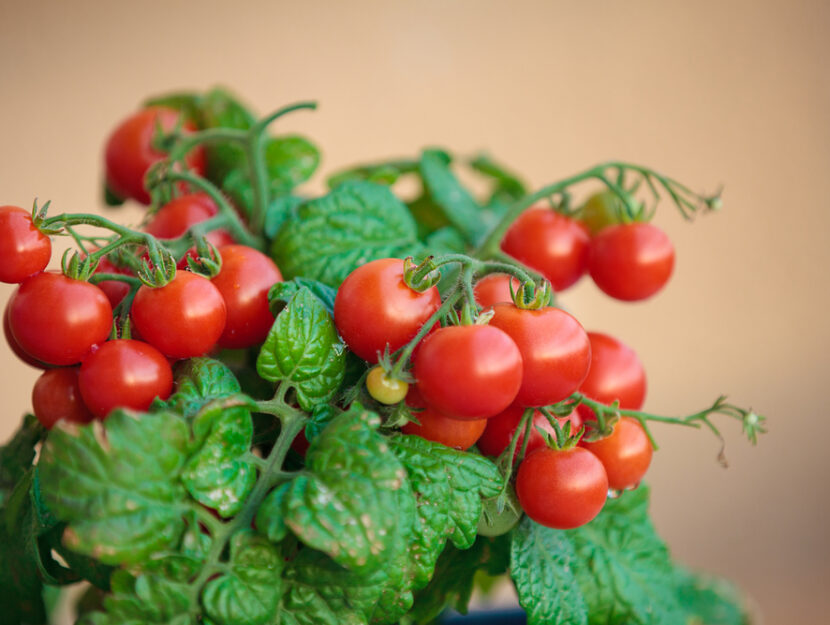 Pomodori in vaso