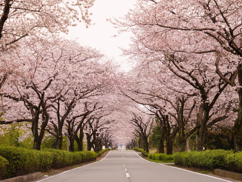 Primavera alberi fioriti viale