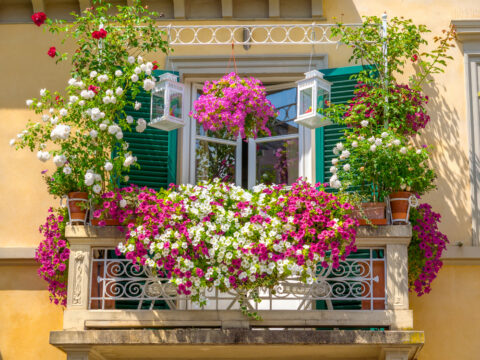 Come avere un balcone fiorito