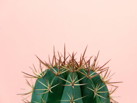 Cactus: la pianta grassa più versatile e amata