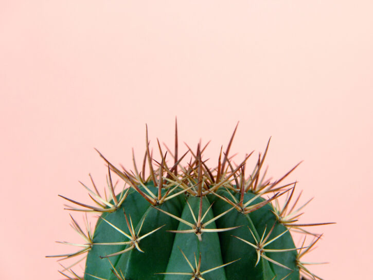 Cactus: la pianta grassa più versatile e amata