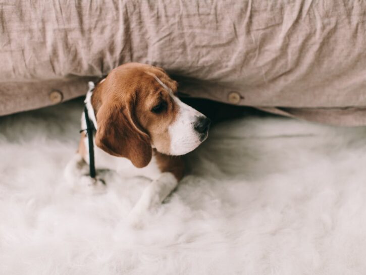 Come tenere un Beagle in appartamento