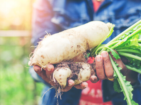 Daikon: conosci le proprietà del ravanello giapponese?