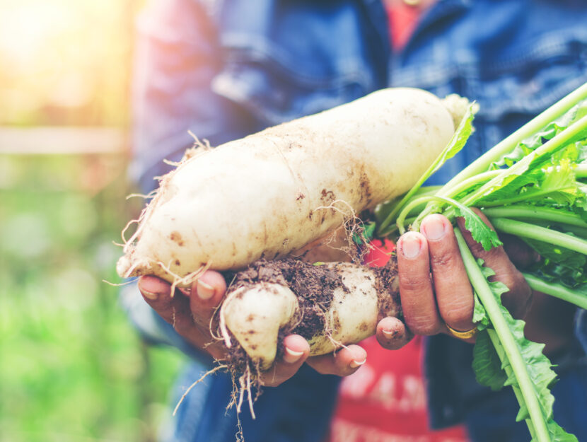 Daikon