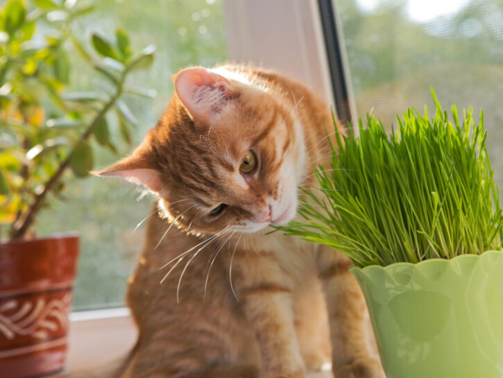 Erba gatta: cos'è e perché piace ai gatti