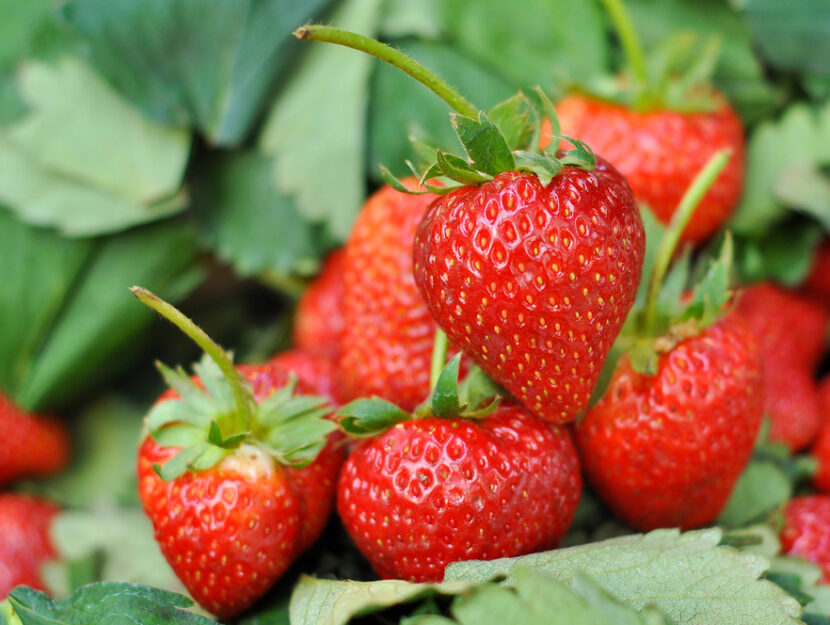 coltivare le fragole