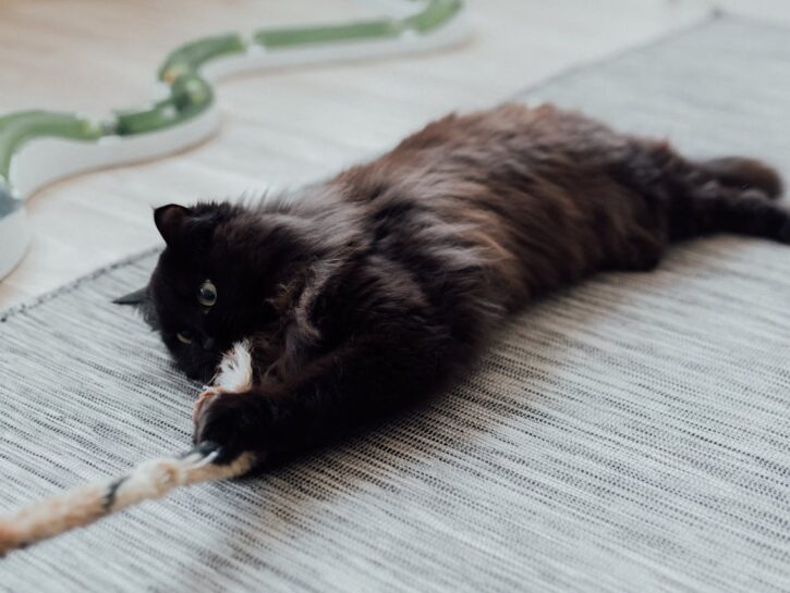 10 regali per gli amanti dei gatti
