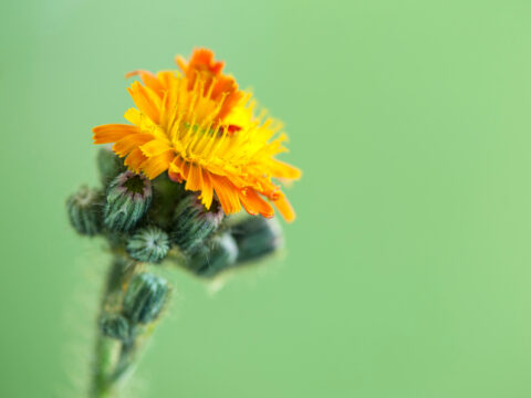 Pilosella: proprietà, usi e benefici di un drenante naturale