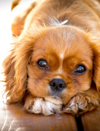 Con il cane in ufficio aumenta la produttività