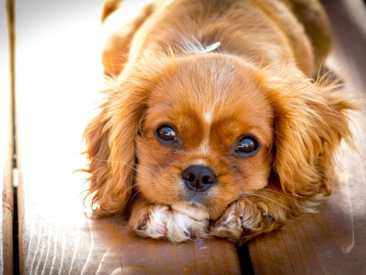 Con il cane in ufficio aumenta la produttività