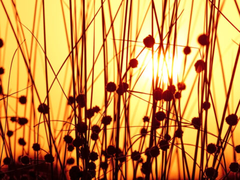 Solstizio d'Estate: tutte le curiosità su uno dei momenti più "magici" dell'anno
