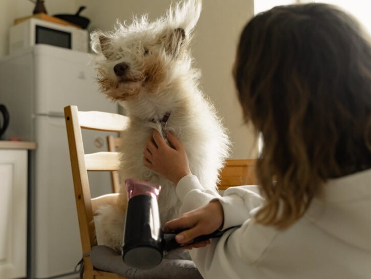 Tolettatura del cane: trucchi e consigli per farla in casa