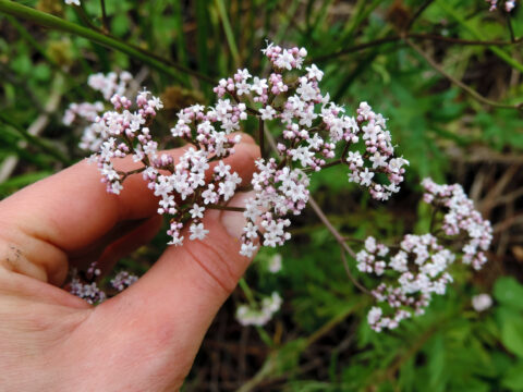 Valeriana: tutti i benefici della pianta amica del sonno che aiuta contro l'ansia