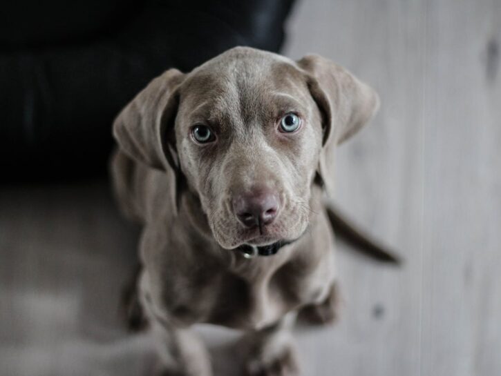 Come scegliere i biscottini premio per il cane