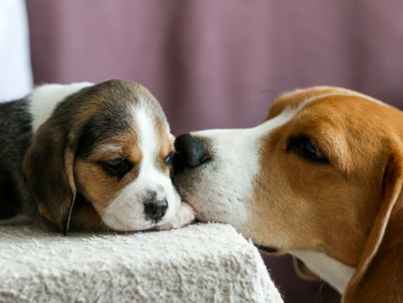 cucciolo di beagle con la mamma