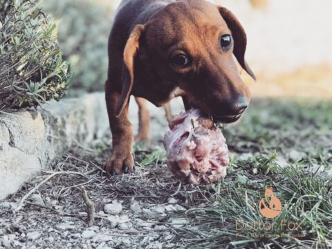 Dottor Fox, dove il benessere animale è di casa